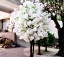 white-cherry-blossom-tree-rental