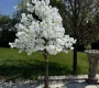 white-cherry-tree-rental